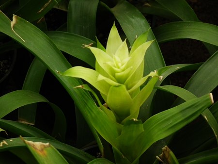 Guzmania: comment prendre soin de la saison de reproduction Guzmania: comment prendre soin de la saison de reproduction