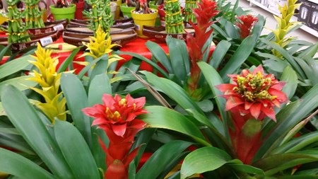 Comment prendre soin de guzmania à la maison Comment prendre soin de guzmania à la maison