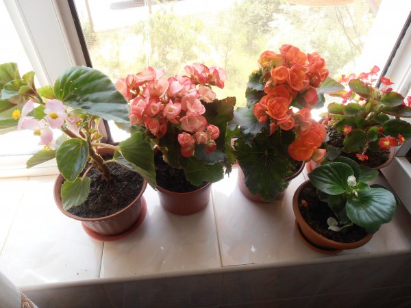 Bégonia fleur d'intérieur: soins à domicile