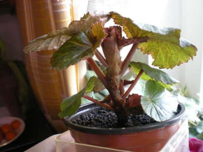 Bégonia fleur d'intérieur: soins à domicile
