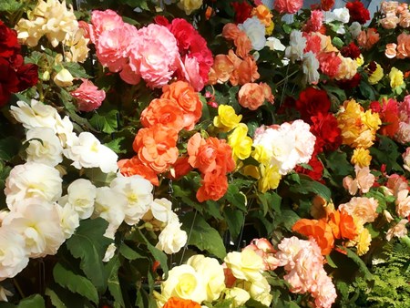Bégonia fleur d'intérieur: soins à domicile