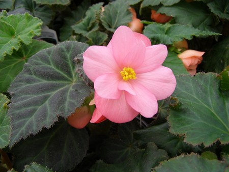Bégonia fleur d'intérieur: soins à domicile