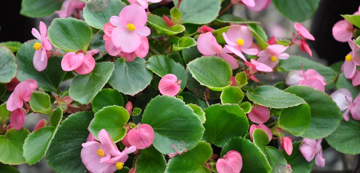 Bégonia fleur d'intérieur: soins à domicile