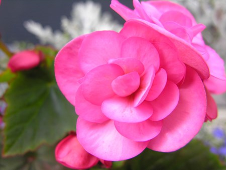 Bégonia fleur d'intérieur: soins à domicile
