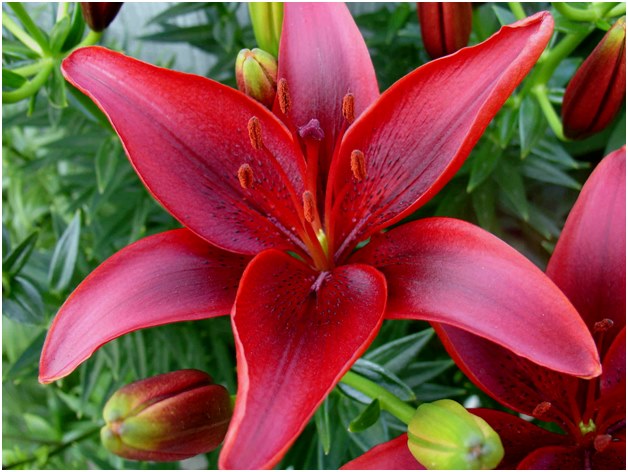 fleur de lis