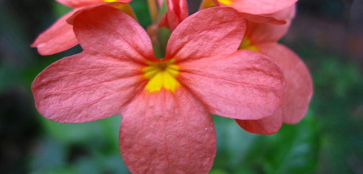 Crossandra: soin et photo