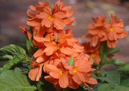 Crossandra: Espèces