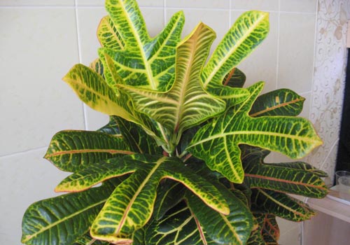 Croton: soins à domicile