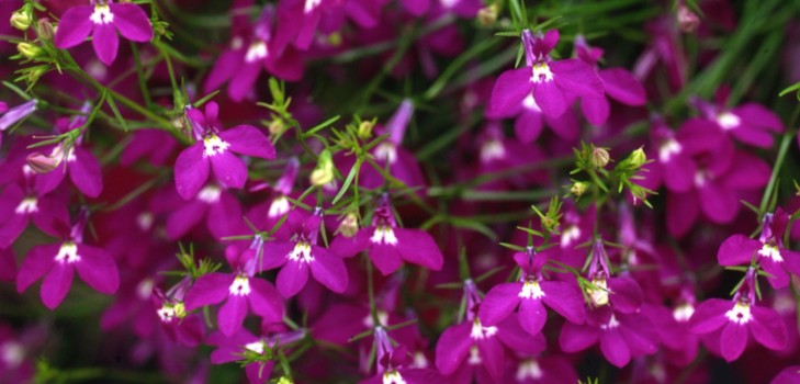 La décoration du jardin est une lobélie délicieuse. Atterrissage et soins avec photos et vidéos
