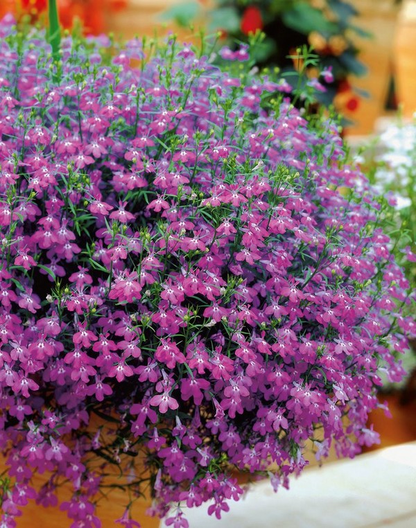 La décoration du jardin est une lobélie délicieuse. Atterrissage et soins avec photos et vidéos