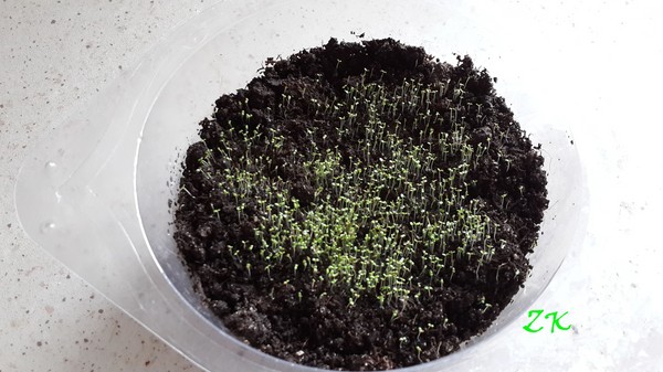 La décoration du jardin est une lobélie délicieuse. Atterrissage et soins avec photos et vidéos