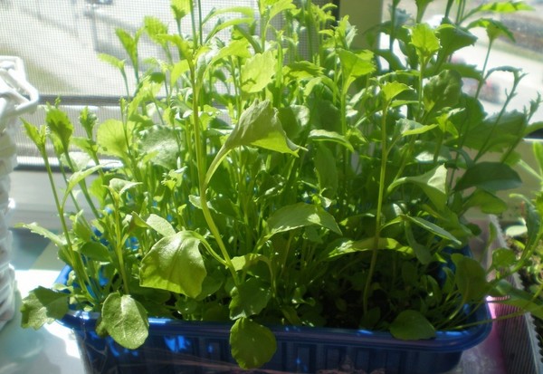 La décoration du jardin est une lobélie délicieuse. Atterrissage et soins avec photos et vidéos