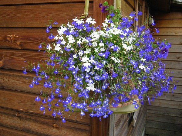 La décoration du jardin est une lobélie délicieuse. Atterrissage et soins avec photos et vidéos