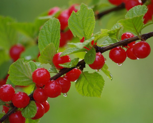 Les meilleures variétés de cerises - description avec photo
