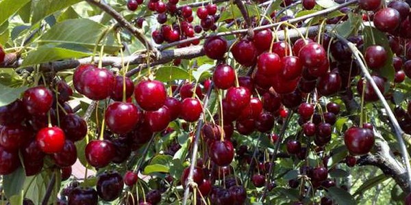 Les meilleures variétés de cerises - description avec photo