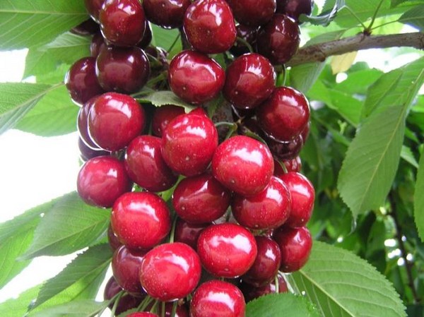 Les meilleures variétés de cerises - description avec photo