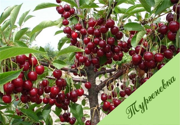Les meilleures variétés de cerises - description avec photo