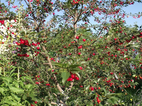 Les meilleures variétés de cerises - description avec photo