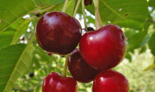 Les meilleures variétés de cerises - description avec photo