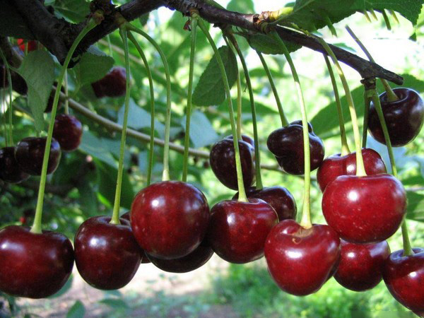Les meilleures variétés de cerises - description avec photo