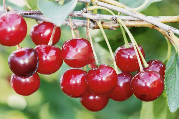 Les meilleures variétés de cerises - description avec photo