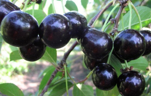 Les meilleures variétés de cerises - description avec photo