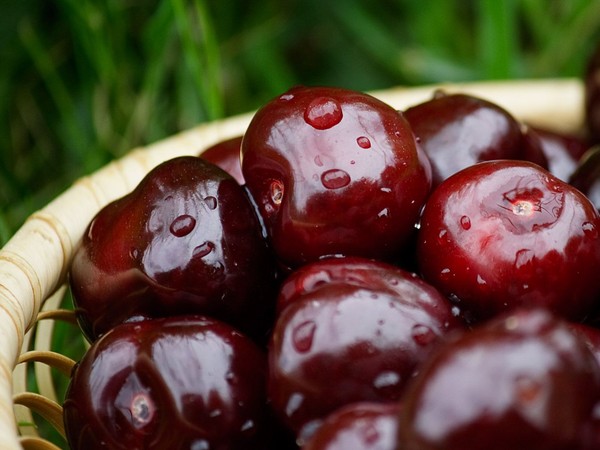 Les meilleures variétés de cerises - description avec photo