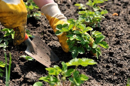 Calendrier lunaire du jardinier horticole en août 2015