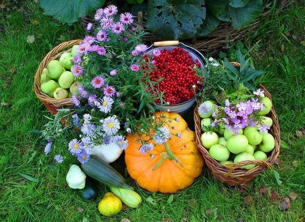 Le calendrier lunaire jardinier à Septembre 2016 pour la région de Moscou, du Nord-Ouest, Ural, la Sibérie, l'Ukraine, la Biélorussie
