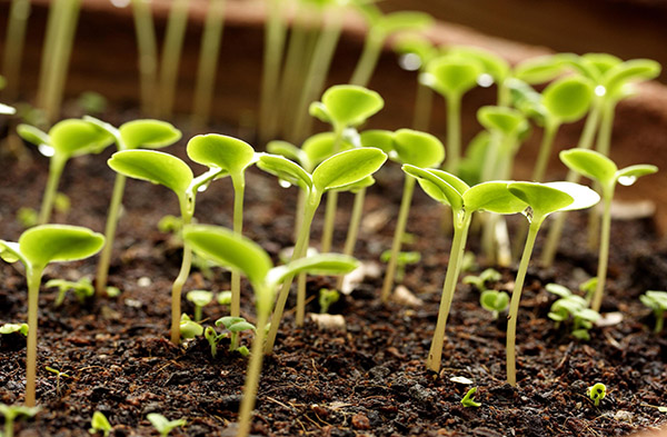 Calendrier de semis lunaire pour janvier 2017 dans la table pour les jardiniers et les producteurs de camions. Jours de plantation favorables pour les tomates (tomates) pour les semis lunaires-2017