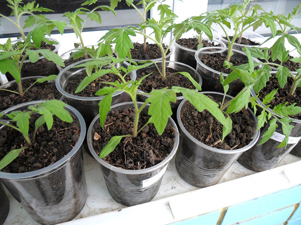Calendrier de semis lunaire pour janvier 2017 dans la table pour les jardiniers et les producteurs de camions. Jours de plantation favorables pour les tomates (tomates) pour les semis lunaires-2017