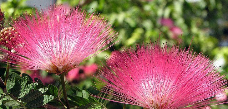 Mimosa timide: les caractéristiques du soin Mimosa timide: les caractéristiques du soin