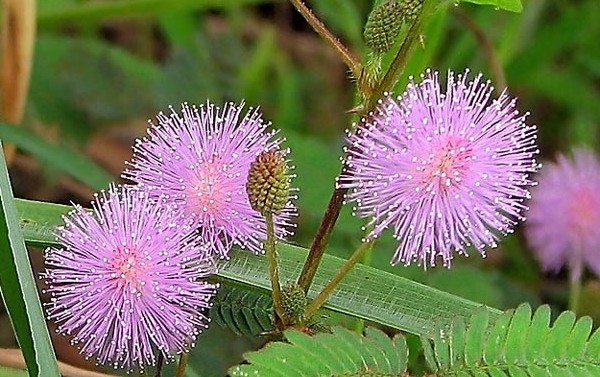 Mimosa timide: les caractéristiques du soin Mimosa timide: les caractéristiques du soin