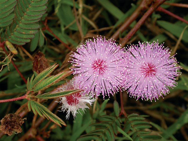 Mimosa timide: les caractéristiques du soin Mimosa timide: les caractéristiques du soin