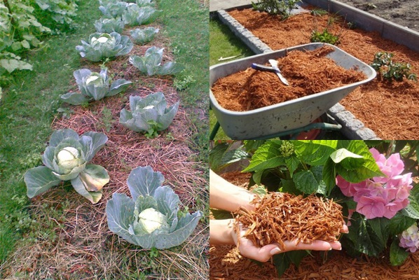 Lits de mulching - photos et vidéos Lits de mulching - photos et vidéos