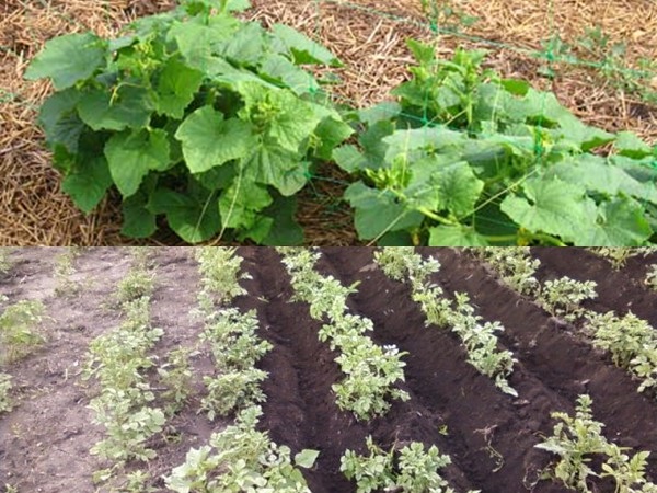 Lits de mulching - photos et vidéos Lits de mulching - photos et vidéos