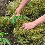 Lits de mulching - photos et vidéos Lits de mulching - photos et vidéos