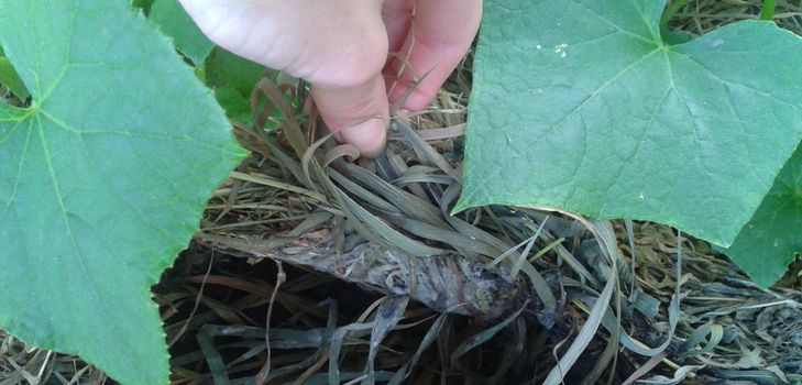 Qu'est-ce que le mulching?