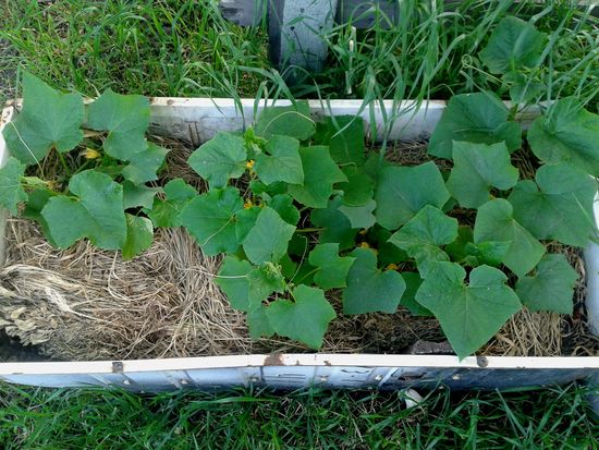 Qu'est-ce que le mulching?
