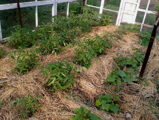 Qu'est-ce que le mulching?