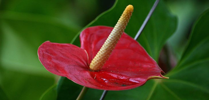 Fleur d'Anthurium: soin et reproduction à la maison