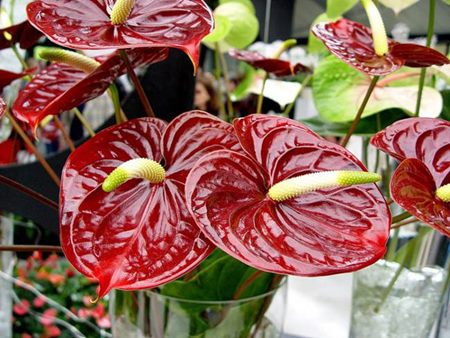 Anthurium: soins à domicile Anthurium: soins à domicile