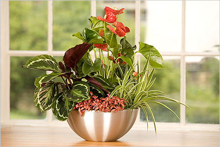 Transplantation d'anthurium Transplantation d'anthurium