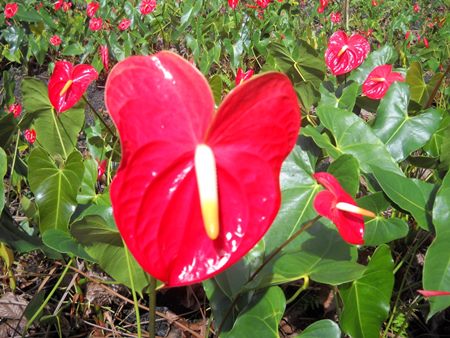 Règles de soins d'une plante Règles de soins d'une plante
