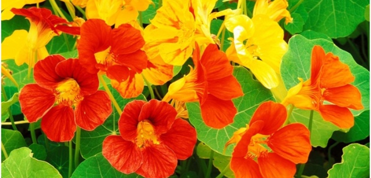 belles fleurs