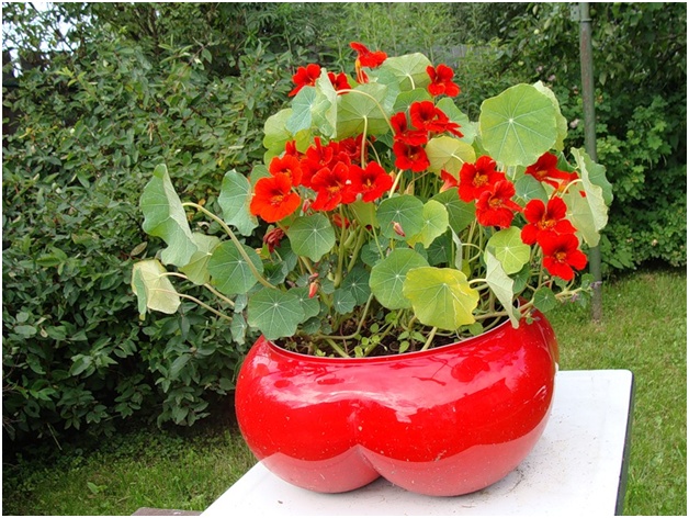 pot de fleurs