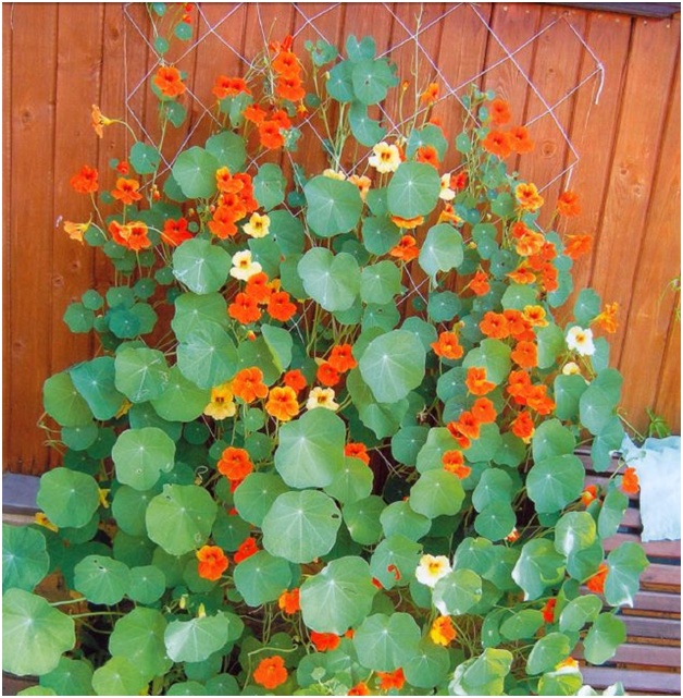 fleurs par la clôture