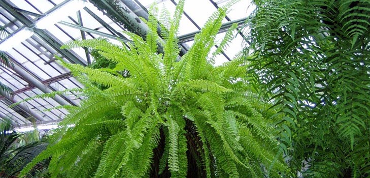 Nephrolepis - charmante maison fougère