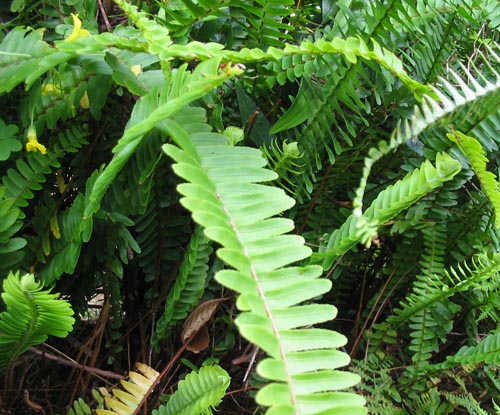 Nephrolepis: soins à domicile