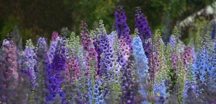 Delphiniums de Nouvelle-Zélande